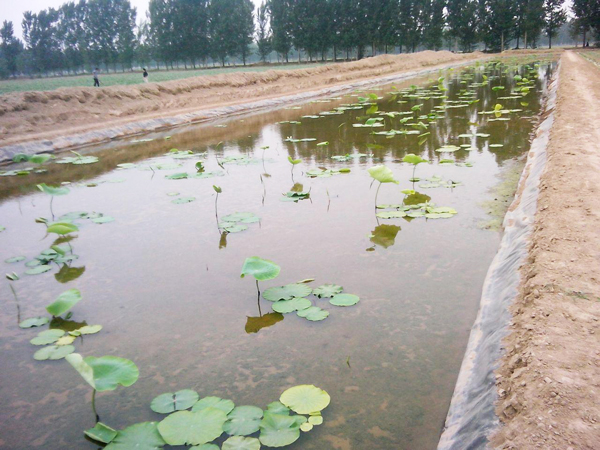 藕池養(yǎng)殖膜